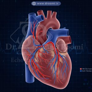 قلب نیمهواقعی با نقشه جریان خون قرمز و آبی در دریچههای قلب