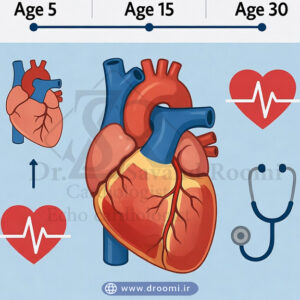 مدل سهبعدی قلب بزرگسال با نمایش کوآرکتاسیون ترمیمشده آئورت و دریچه آئورتی دولتی