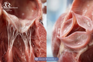 نمای نزدیک از دریچههای قلب با بافتهای واقعی و حرکت متوقفشده برای بررسی عملکرد و ساختار آنها